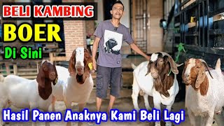 Download Lagu VIRAL Belanja Bibit Kambing Boer Di Sini Nanti Hasil Panennya Kami Beli Kembali MP3