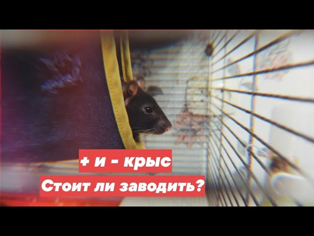 ПЛЮСЫ И МИНУСЫ КРЫС / СТОИТ ЛИ ЗАВОДИТЬ ДЕКОРАТИВНУЮ КРЫСУ?