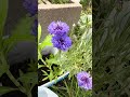 Snake, rabbits, flowers and a dragonfly