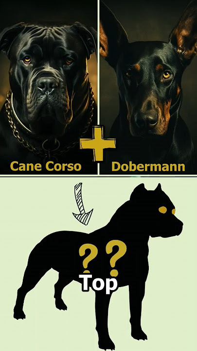 Top 5 Cane Corso Mix Breed - Discover Most Popular Cane Corso Mix Breeds