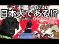 ラブラドールの起源は日本犬である!?〜日本犬と日本人のルーツを探る〜引き継がれた遺伝子