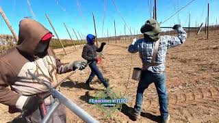 de 1500 a 2000 se gana en este trabajito corrida del hilo en yakima Washington