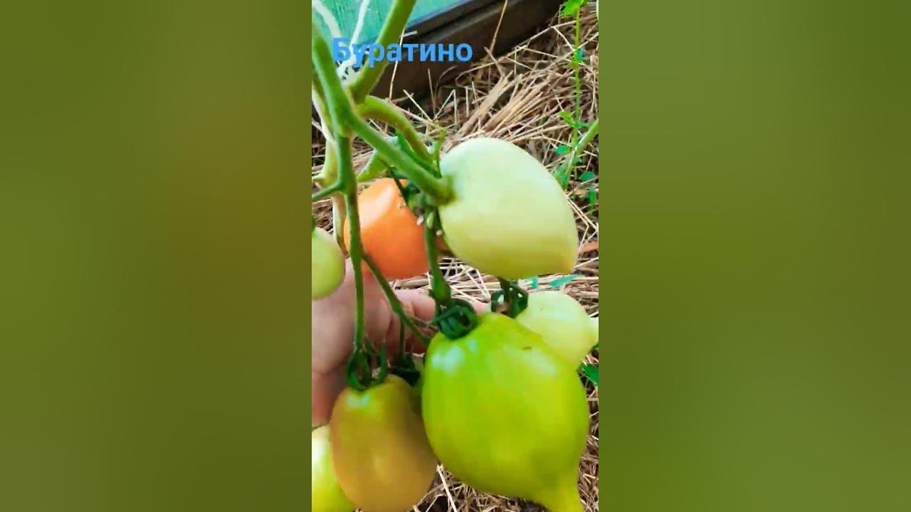 Томат сорт Буратино 🍅👌💞 #томаты #томатывтеплице #помидоры #урожай # ...