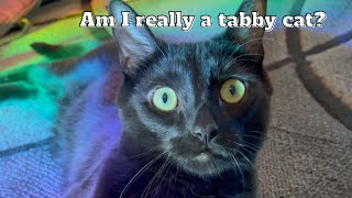 3 facts you NEVER knew about black cats. by Ziggy And Zelda 210 views 1 month ago 2 minutes, 7 seconds