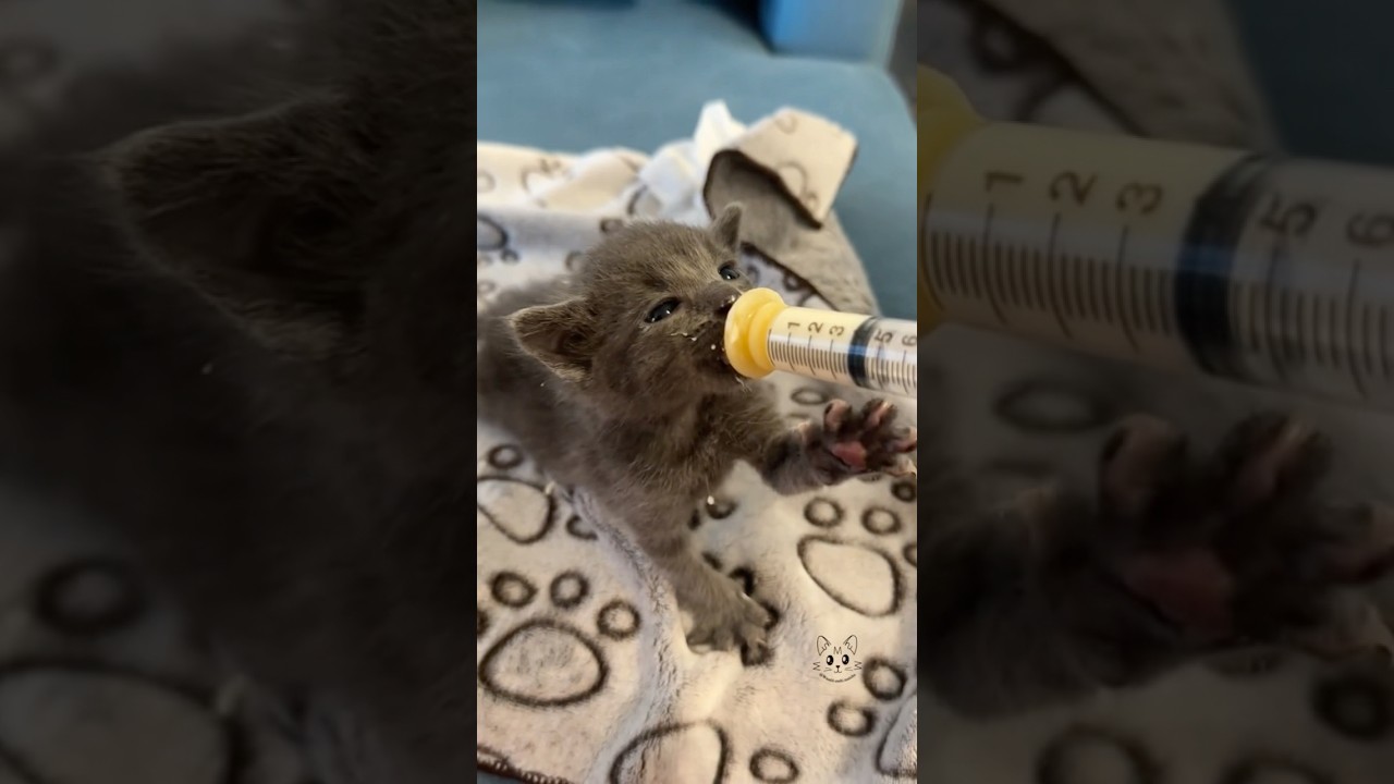 Syringe feeding my foster kittens 🐈‍⬛🍼 