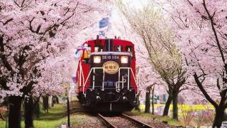 All You Need To Know About: Sagano Bamboo Forest, Arashiyama, Kyoto, Japan