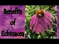 The Benefits of Echinacea