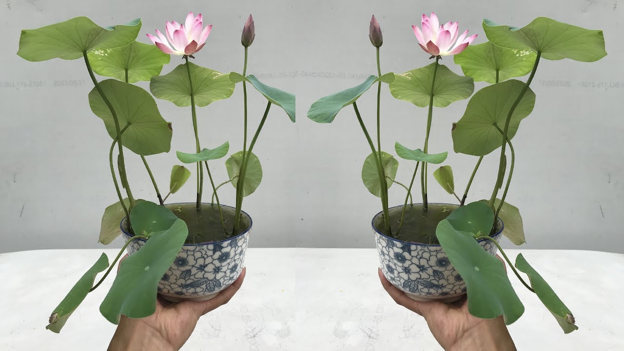 How to care for mini lotus in pots at home