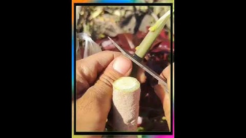 ghép xoài # ghép cây bưởi # công nghệ ghép cành # ghép cành # hướng dẫn ghép cành