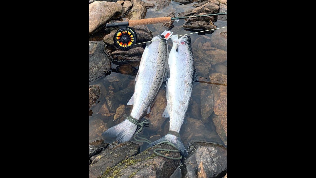 Atlantic Salmon Fishing Newfoundland 2021 YouTube