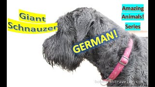 Giant Schnauzer facts  Pet dogs  originated in