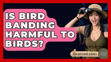 Is Bird Banding Harmful To Birds? - Bird Watching Diaries