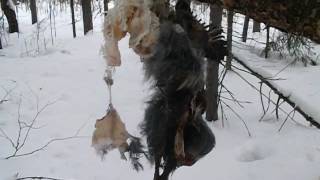 Капканный промысел куницы(Подвеселил приманку) Капканный промысел куницы(Подвеселил приманку)