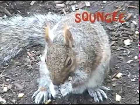 camera iphone 8 plus apk Squngee Squirrel Feeder