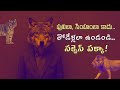 Life Lessons from Wolves: Live Like a Wolf