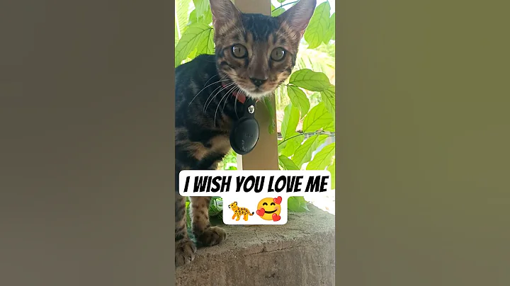 Video 10365521: curious bengal cat, bengal cat lives, bengal cat enjoying, bengal cats love, bengalcat, royal