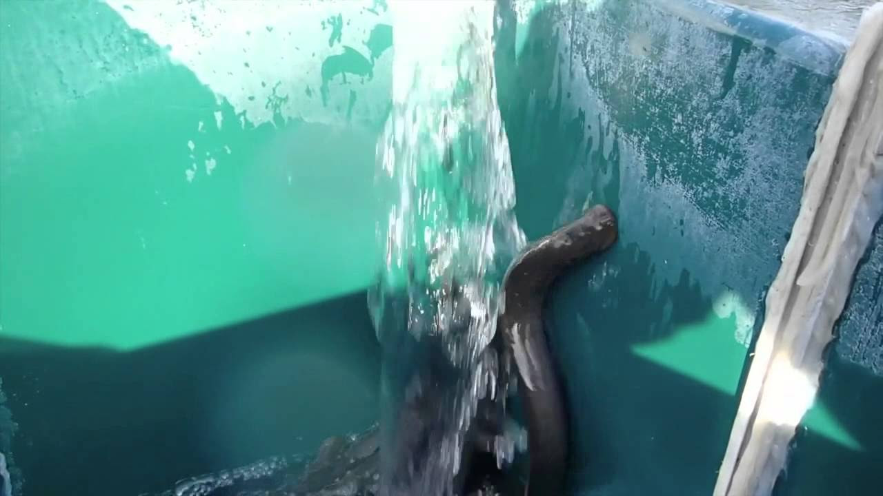 Pacific Lamprey Movement