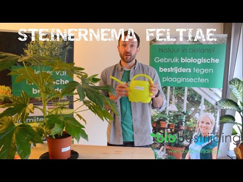 Video: Kun je nuttige aaltjes binnenshuis gebruiken?