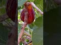 الباكور الجبلية ألأصيلة Nature Garden Satisfying Food Farming Mountains Natural الباكور الجبلية ألأصيلة Nature Garden Satisfying Food Farming Mountains Natural