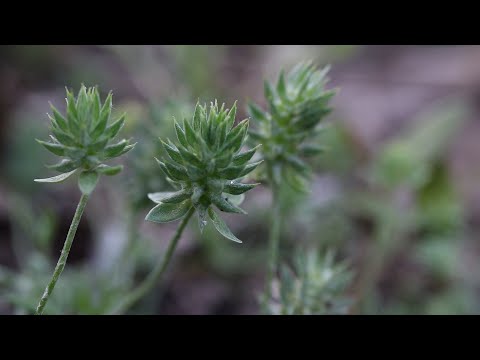 Video: Turnera Buttercup Care - Información sobre el cultivo de ranúnculos