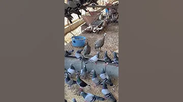 صوت الدجاج الفرعوني 