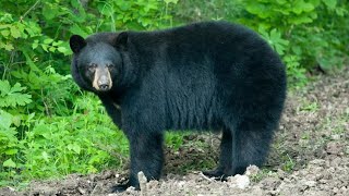 Missouri Department of Conservation offering permits for black bear, elk hunting seasons