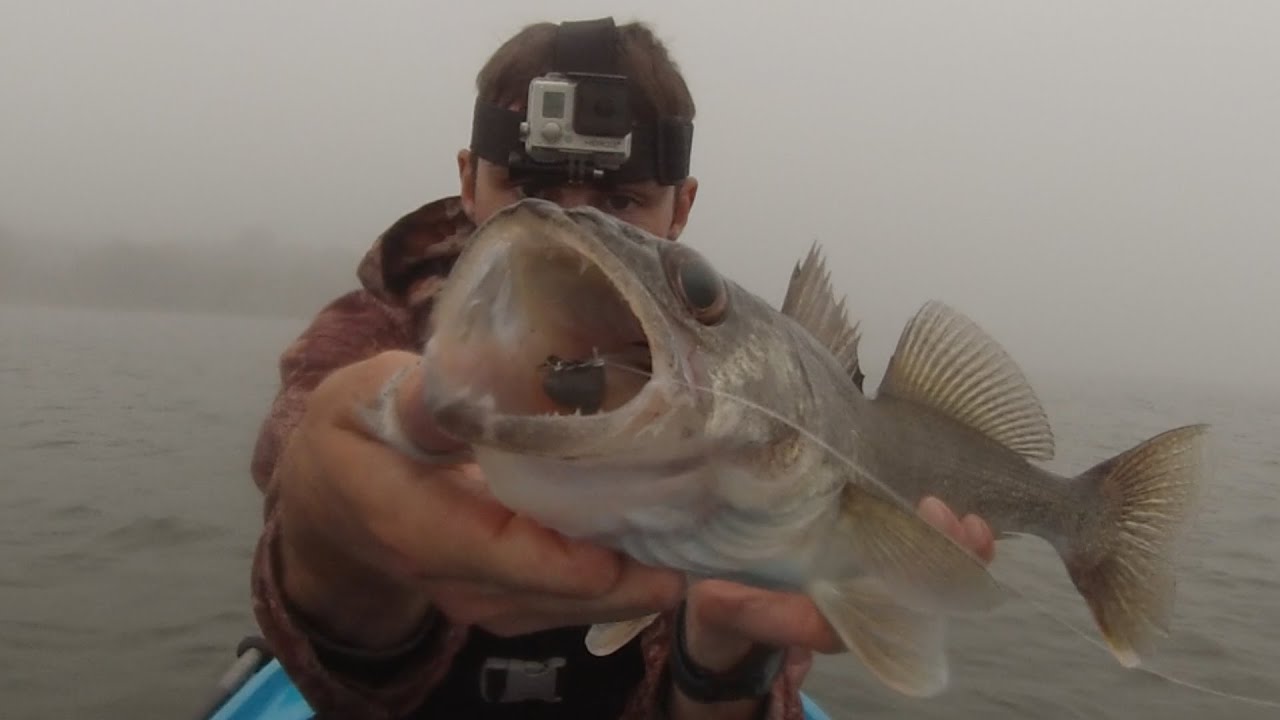 Swimbait Walleye. Montauk NY