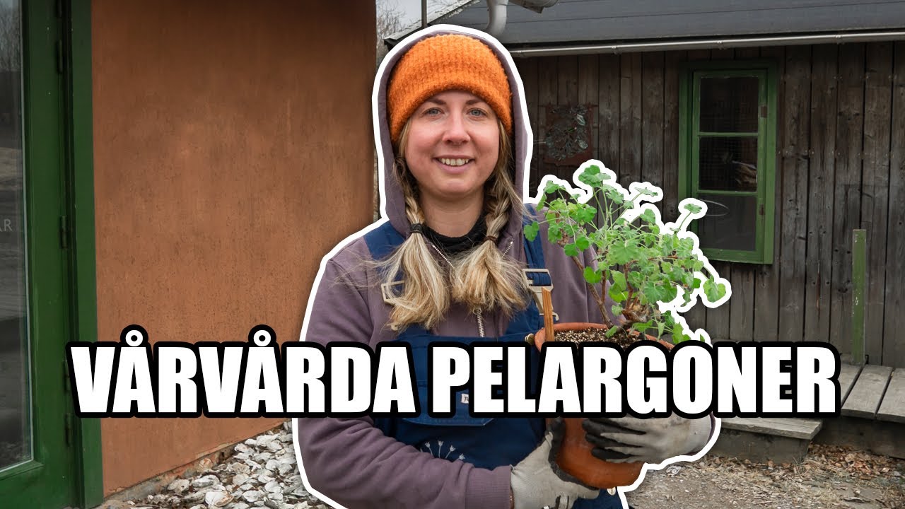 Vårvårda pelargoner - Kosters Trädgårdar