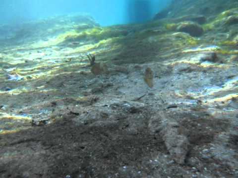 camera iphone 8 plus apk Devil's Ear