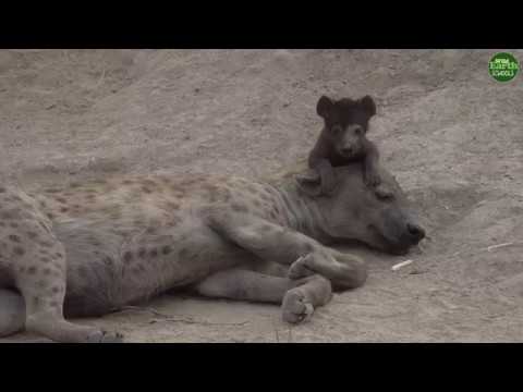 wildearth coupon Moment of the Week: Naming one of the Djuma hyena clan’s newest members