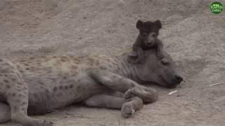 Moment of the Week: Naming one of the Djuma hyena clan’s newest members