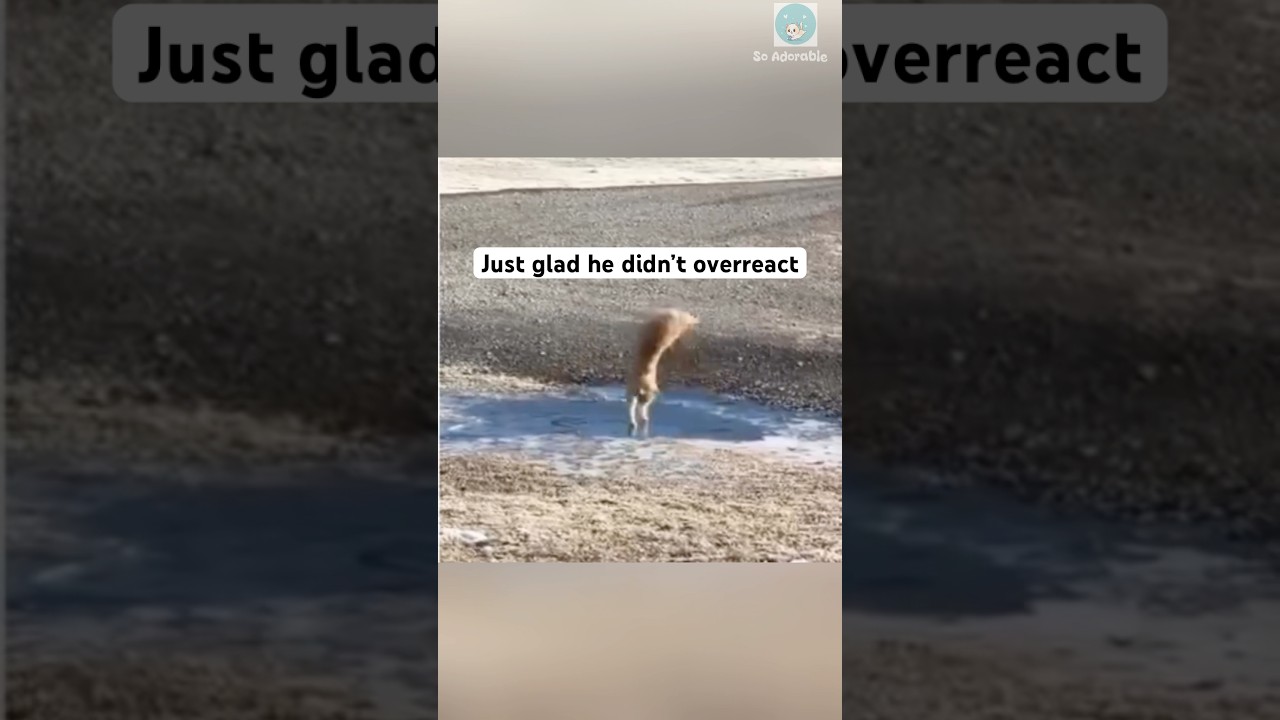 That’s the best modern cat dance I will ever seên 