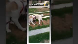 Saint Bernard and Siberian Husky bonding 😉. Casper and Rio❤️. Life with a Saint Bernard and Husky.