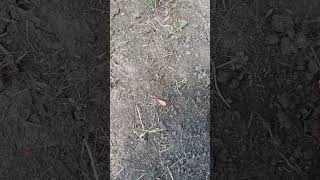 Day 2 of digging dirt 3 times for every sub! #dig #viral