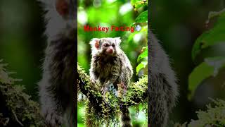 Monkey Farting/Viral Monkey 2025/2026