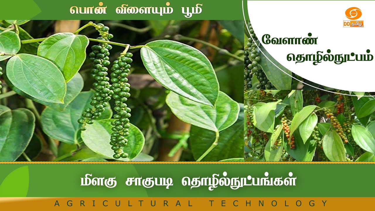 மிளகு சாகுபடி தொழில்நுட்பங்கள் | Agriculture Technology