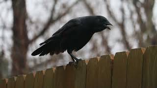 Wings of Midnight/Cadlma #birds #bird #nature #birdtrend #birdlovers #relaxing #birdtrend