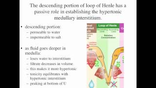 Urinary System Part3