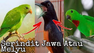 ❓Serindit Jawa Atau Serindit Kalimantan Yang Cocok Untuk Masteran Murai Batu