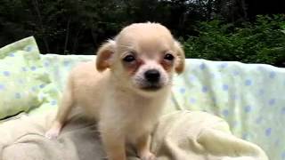 チワワ・ロングコート子犬06/18生れオス01号【chi120618m001bura】h10