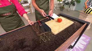 Martha Stewart Hori Hori and Serrated Knife Garden Cutting Tool Set on QVC