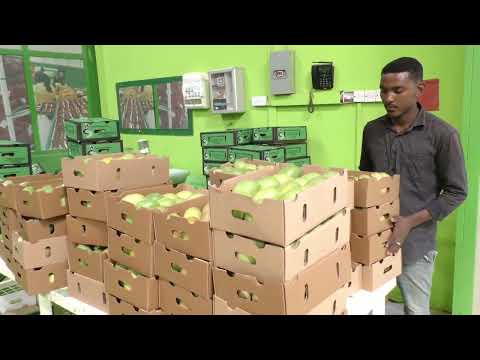 برنامج سنابل تصنيع المانجو والا تأكلها الحمير 