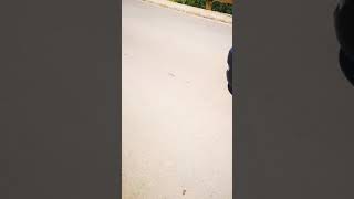 Balığa Araba Çarptı Herkes Bu Videoyu Konuşuyor