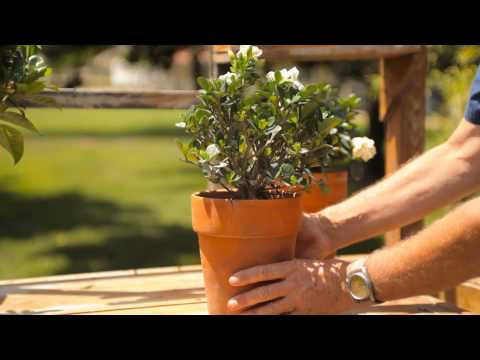 Video: Gardénie v zimě: Jak zazimovat rostliny gardénie