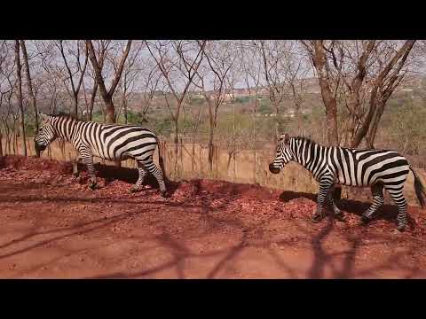 Wanyama Pori Wakipita Barabarani Bila Hofu Pundamilia Zebra Zebravideo Safari 