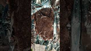 Street Food Ragi Puttu