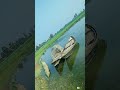 fishing boat | মাছ ধরা নৌকা |(P-3) #short #boatfishing #নৌকায়মাছধরা #nicevideo
