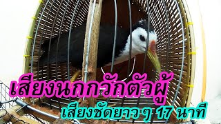 เสียง นกกวัก ตัวผู้ เสียงชัดยาว ๆ