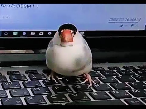 8歳桜文鳥のかわいいところ Java Sparrow Youtube