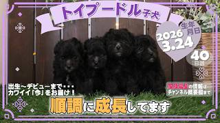 トイプードル子犬｜2026.3.24生（40日齢）｜グレー｜男の子・女の子